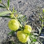 Gomphocarpus physocarpus Fruit