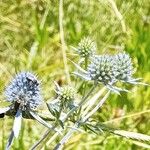 Eryngium planum Λουλούδι