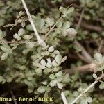 Fraxinus dimorpha Hábito