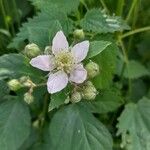 Rubus caesiusFlor