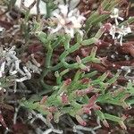 Limonium articulatum Blatt