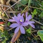 Pontederia diversifolia Fleur