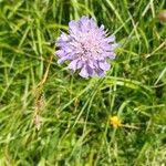 Scabiosa lucidaKukka