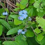 Myosotis sylvaticaЦветок