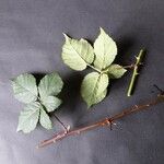 Rubus imbricatus Övriga