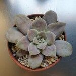 Graptopetalum superbumYaprak