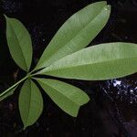 Eriotheca globosa Folha