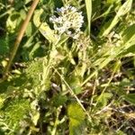 Lepidium heterophyllumപുഷ്പം