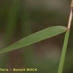 Kengia serotina 葉