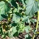 Datura ferox Blad