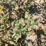 Oxybasis chenopodioides পাতা