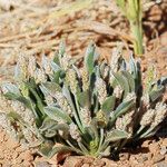 Plantago ciliata 整株植物