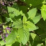 Heliotropium arborescens Folha