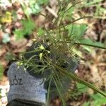 Conopodium majus Fruit