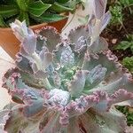 Echeveria shaviana برگ