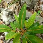 Cossinia pinnata Ліст