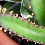 Kalanchoe daigremontiana Φύλλο