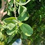 Salix cinerea 叶