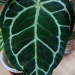 Anthurium crystallinum Hoja