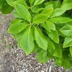 Quercus pontica Leaf