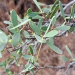 Leptospermum laevigatum Blad