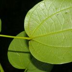 Abuta panamensis Leaf