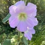 Alcea biennis Квітка
