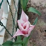 Tulipa didieri Kvet