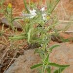 Ocimum filamentosum Celota