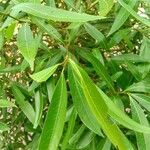 Nectandra angustifolia Листок