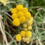 Helichrysum arenarium 花