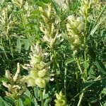 Astragalus cicer Blomst