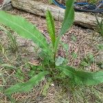 Lactuca serriolaYaprak