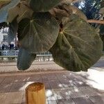 Hibiscus tiliaceus Leaf