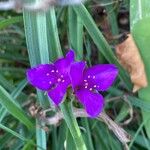 Tradescantia virginianaŽiedas