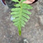 Polypodium vulgare Лист