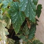 Begonia aconitifolia List