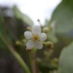 Ilex sebertii Flower