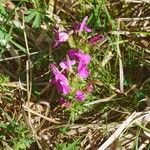 Pedicularis sylvatica ফুল