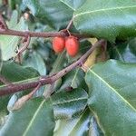 Elaeagnus macrophylla Plod