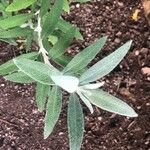 Buddleja loricata Leaf