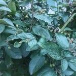 Cotoneaster acutifolius Foglia