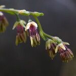 Thalictrum alpinum Habitus