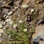 Leucanthemum monspeliense Yeri