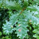 Quercus petraea Leht