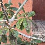 Euphorbia umbellata Foglia