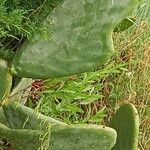 Opuntia ficus-indica Fuelha