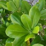 Scaevola taccada Leaf