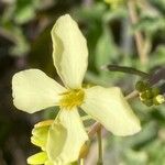 Brassica montana 花
