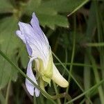 Viola canina Květ